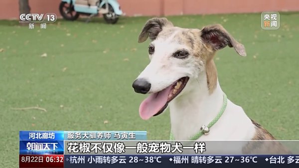 宠物办事招聘增速超72% 年青东说念主纷纷加入这一新兴行业